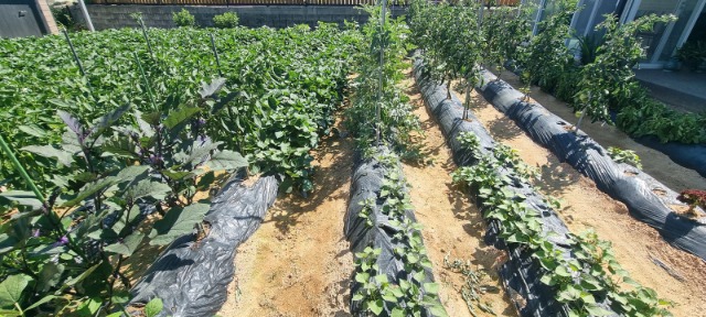 KakaoTalk_20260624_152857137_01.jpg